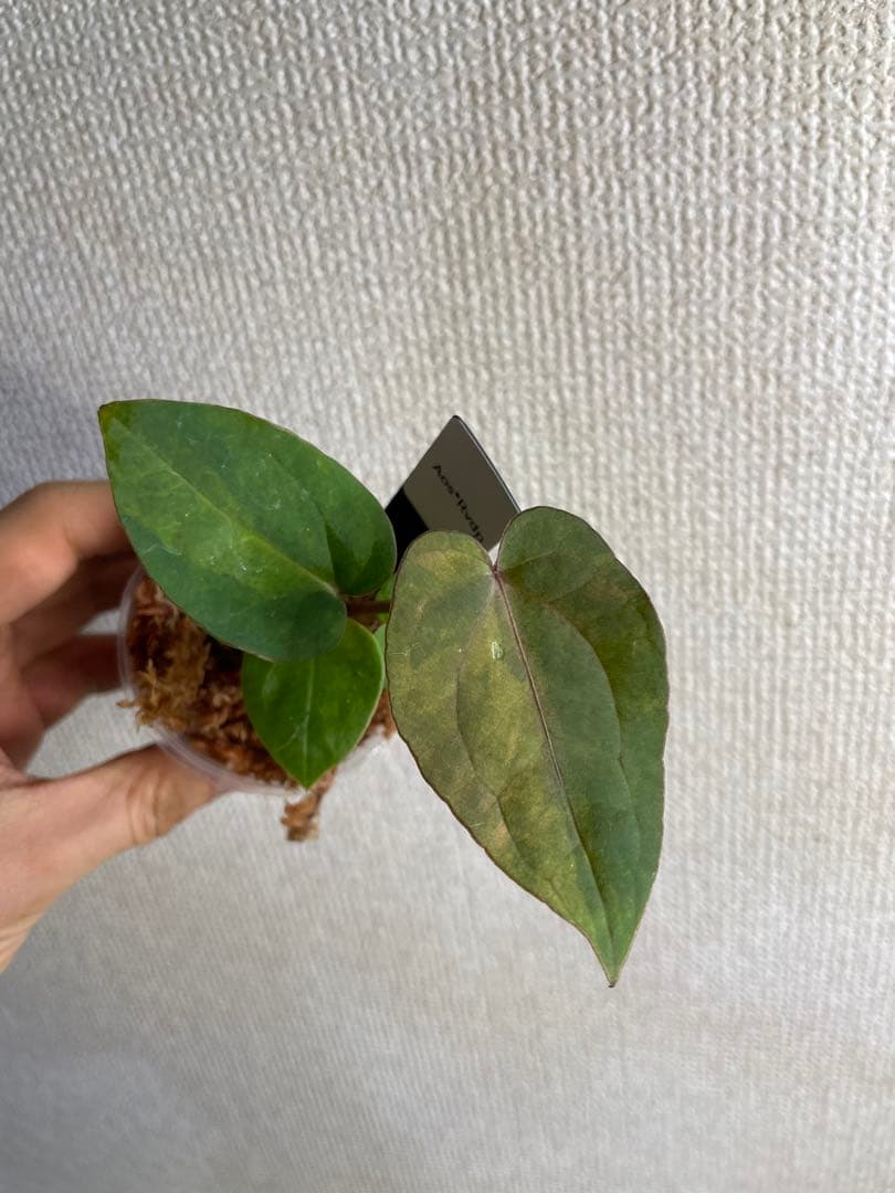 植*沼様 Anthurium AOS✖️RVDP斑入り