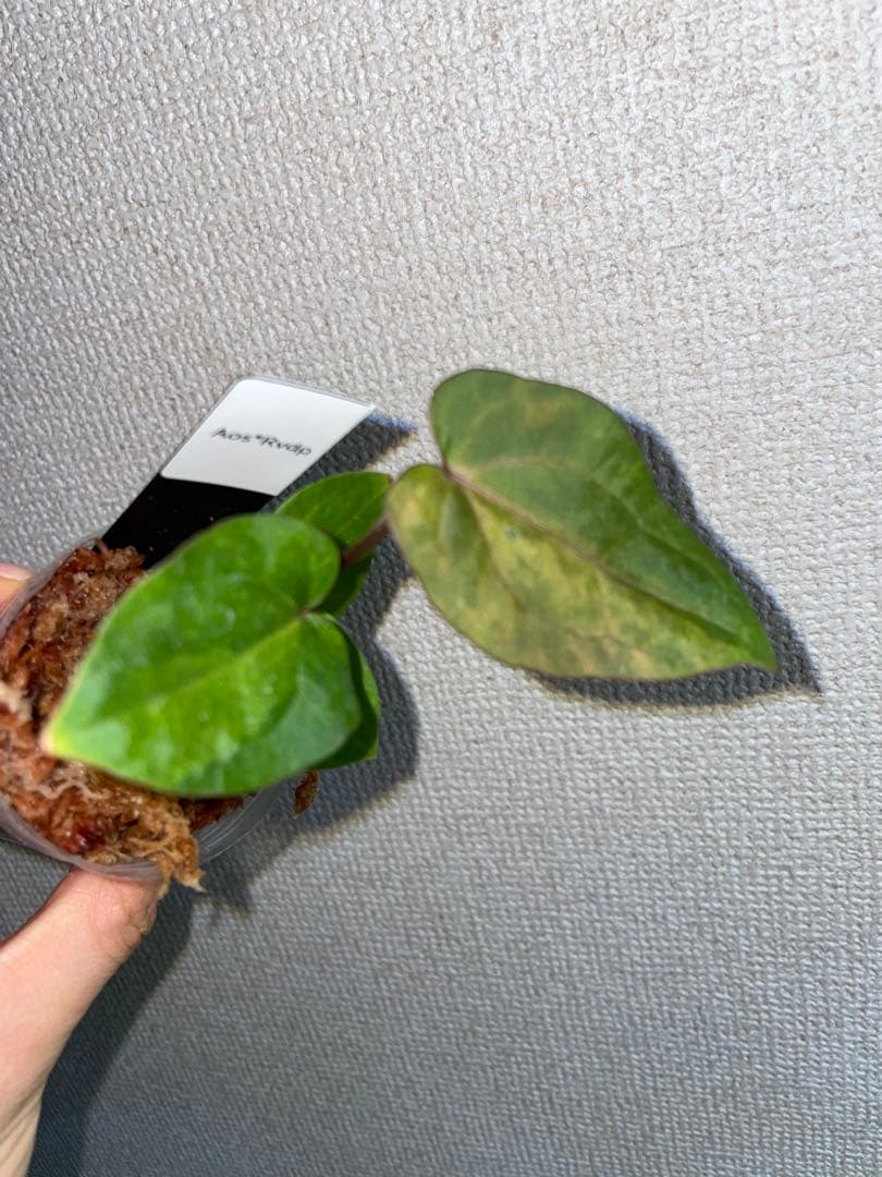 植*沼様 Anthurium AOS✖️RVDP斑入り