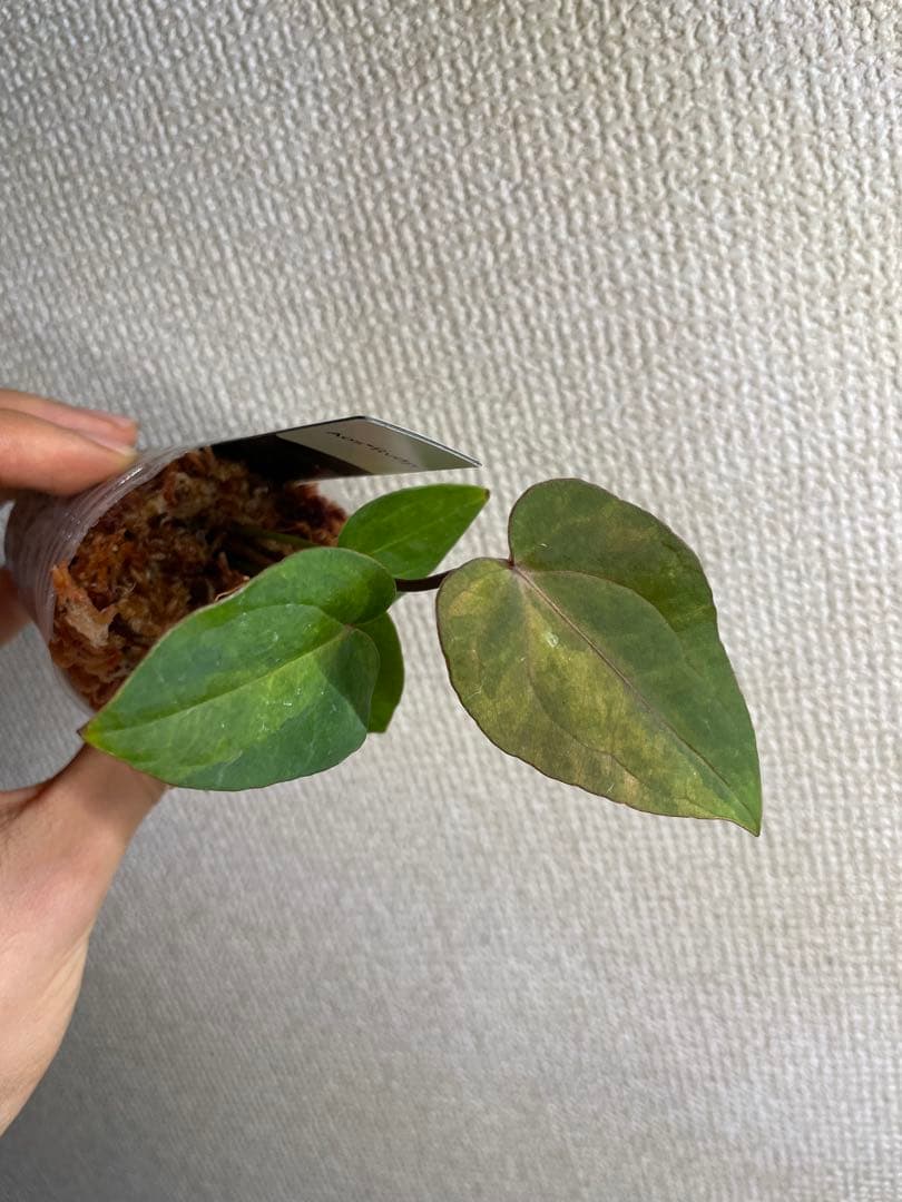 植*沼様 Anthurium AOS✖️RVDP斑入り