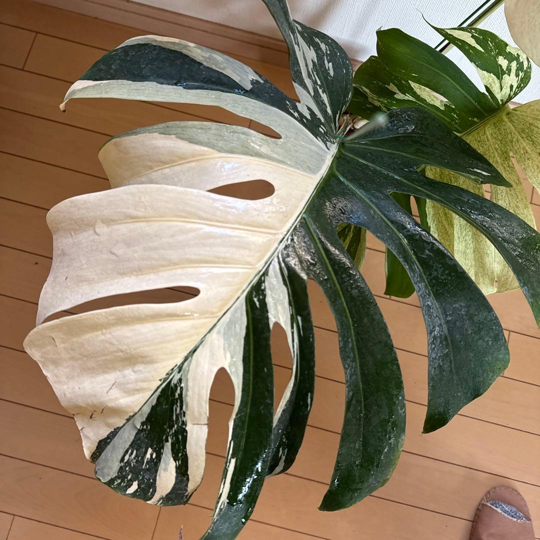 ＊モンステラ＊特大＊ミント＊Monstera＊Mint＊