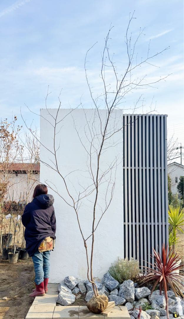 特大。山採りクロモジ3.4M(鉢底から)