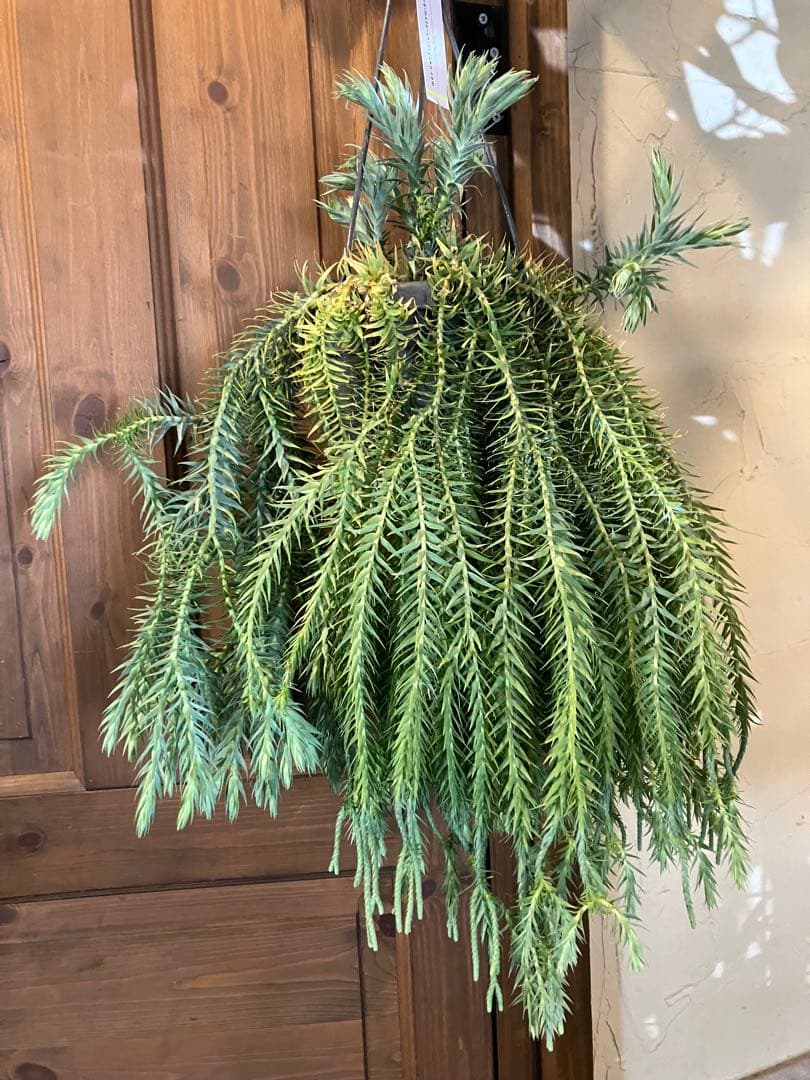 【希少】フペルジア・ゴエベリー 吊り鉢　観葉植物