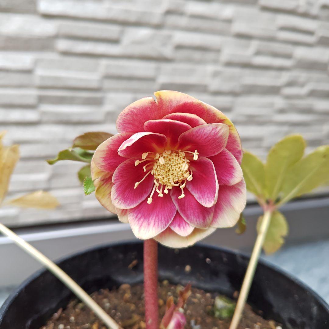 n*a様 クリスマスローズ 広瀬園芸 ddソレイユ