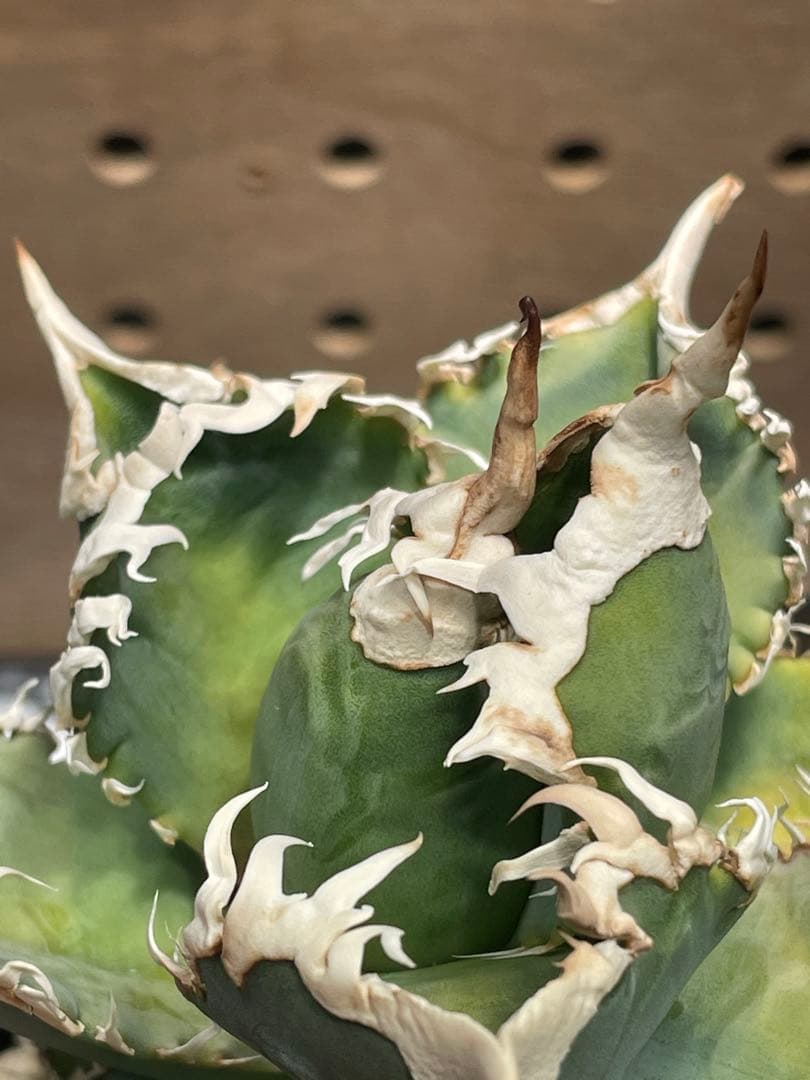 T*K様 アガベ　チタノタ　白幽霊　鉢のままメルカリ便発送