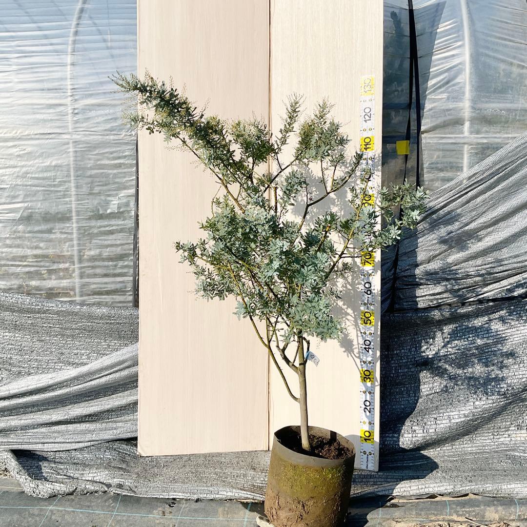 mycoさん　専用　ミモザアカシア　/ 906