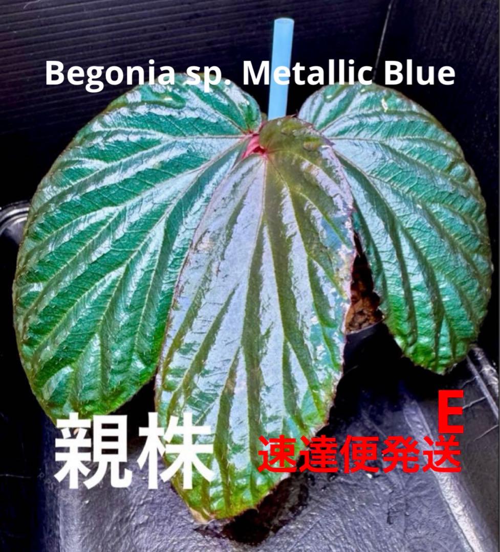 Sugi様 リクエスト 7点 まとめ商品