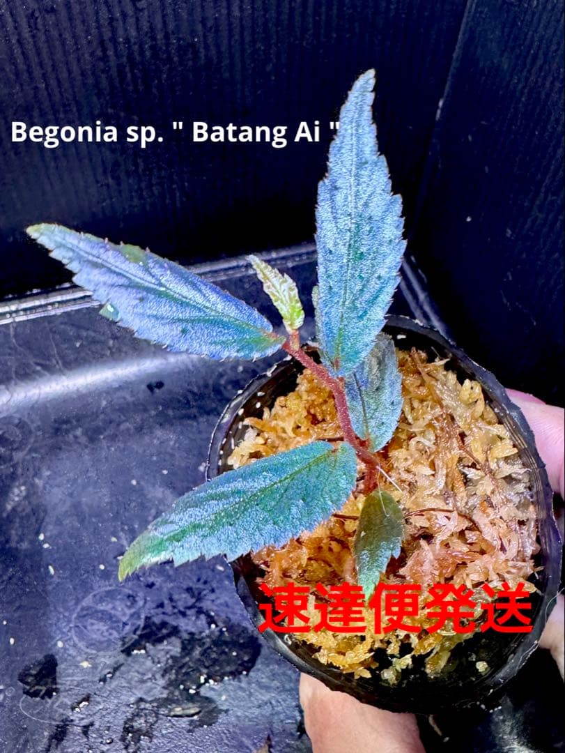 Sugi様 リクエスト 7点 まとめ商品