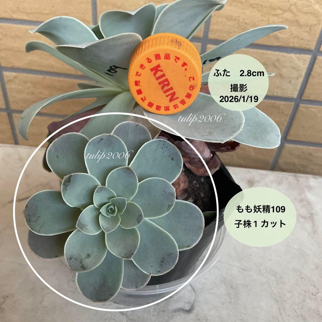 くまさん様 リクエスト 3点 まとめ商品