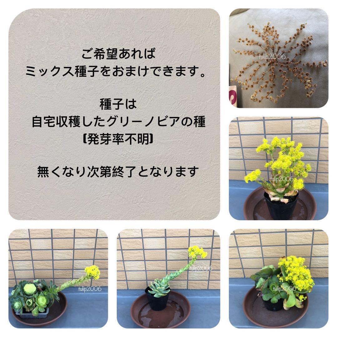 くまさん様 リクエスト 3点 まとめ商品