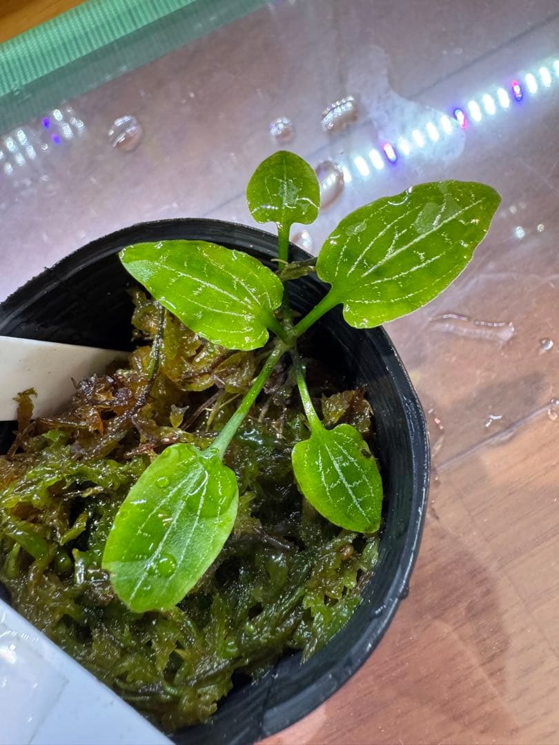 Cryptocoryne sp. Min-2 フィリピン産　正月セール4日まで