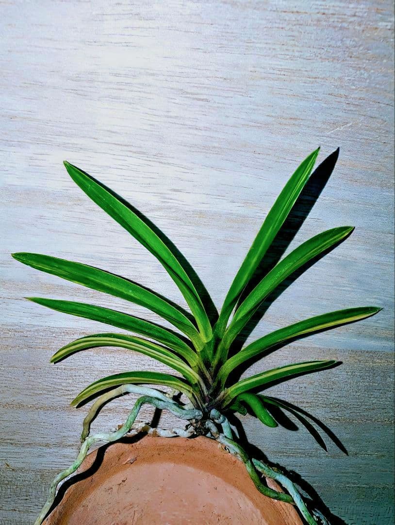 なおみちゃん様 リクエスト 2点 まとめ商品