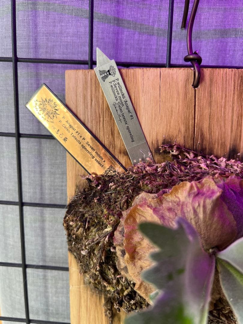 ビカクシダ willinckii セレクト株