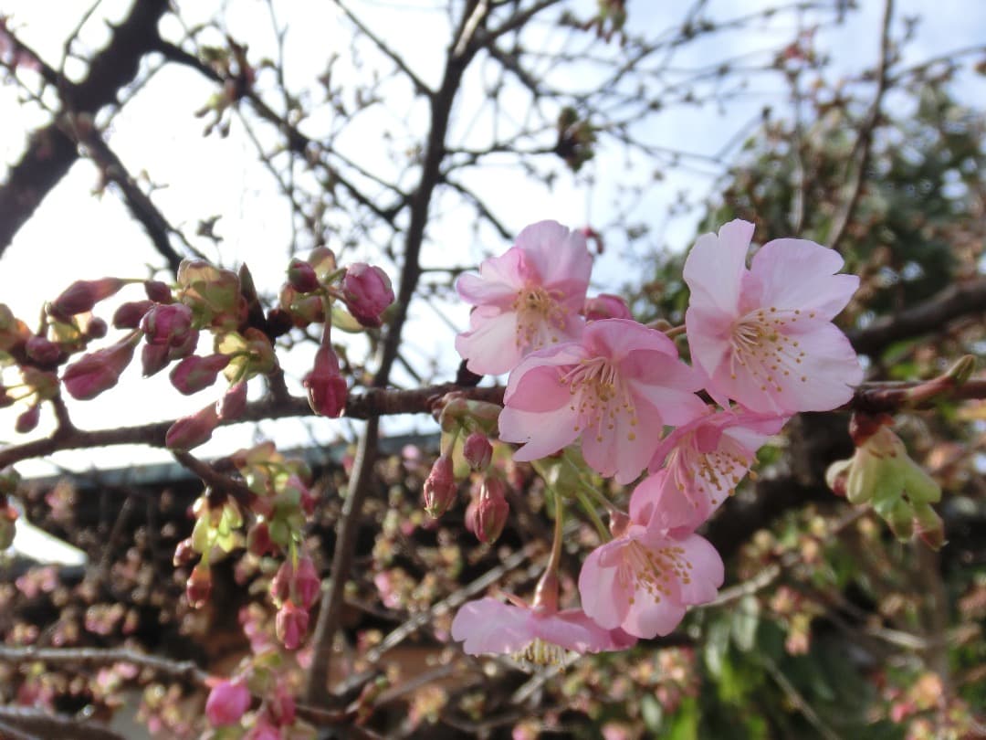 実写美⭕️【動作確認済】カシオ　 CASIO EXILIM EX-ZR10