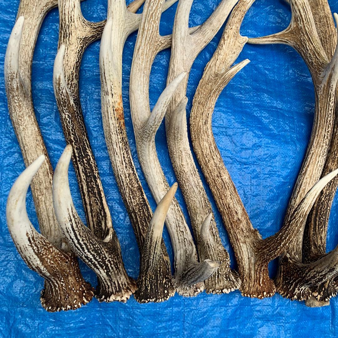 No.2091『鹿角15本セット』鹿の角　エゾ鹿　鹿角　蝦夷鹿