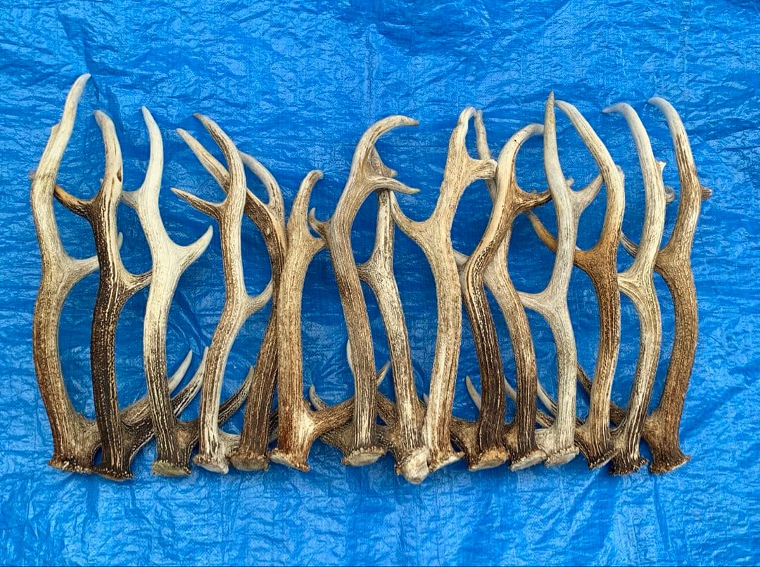 No.2091『鹿角15本セット』鹿の角　エゾ鹿　鹿角　蝦夷鹿