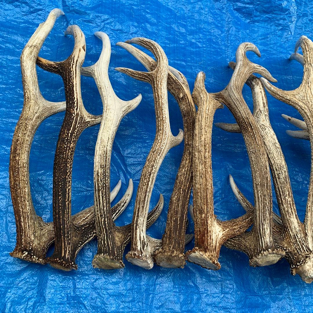 No.2091『鹿角15本セット』鹿の角　エゾ鹿　鹿角　蝦夷鹿