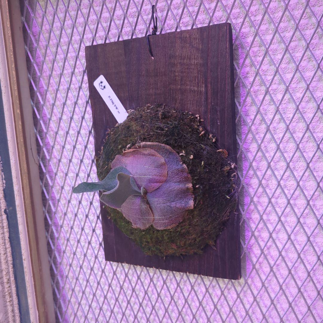 わ*ち様 【期間限定出品】P.FSQ 'FW' oc/ビカクシダ