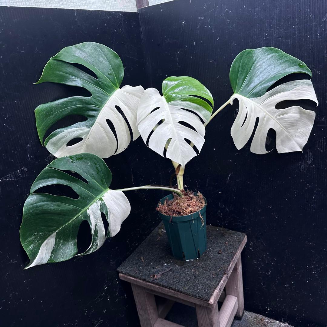 迫*雄様 モンステラ斑入りハーフムーンホワイトタイガー極美斑入り　　 57cm