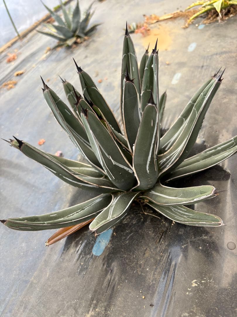 アガベ　笹吹雪　ニッケルシー