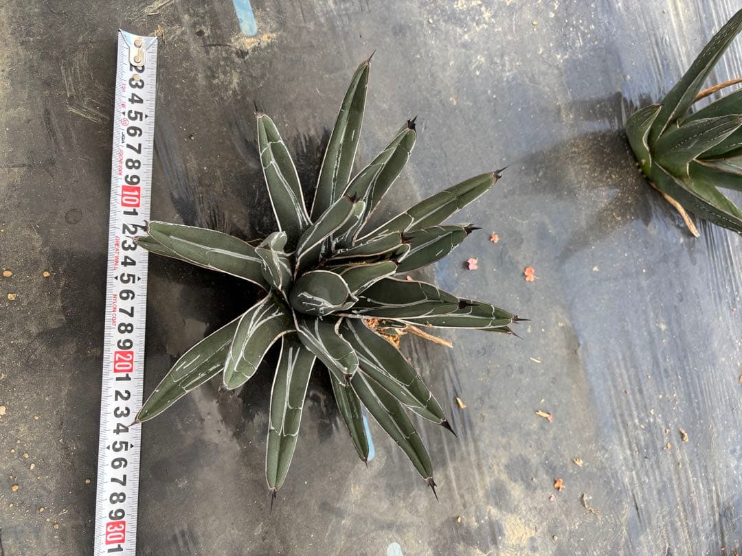 アガベ　笹吹雪　ニッケルシー