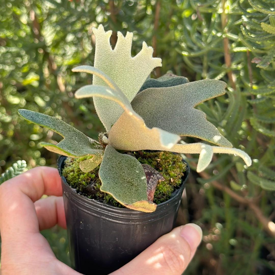 P. willinckii ’Jenny’ TC 3405