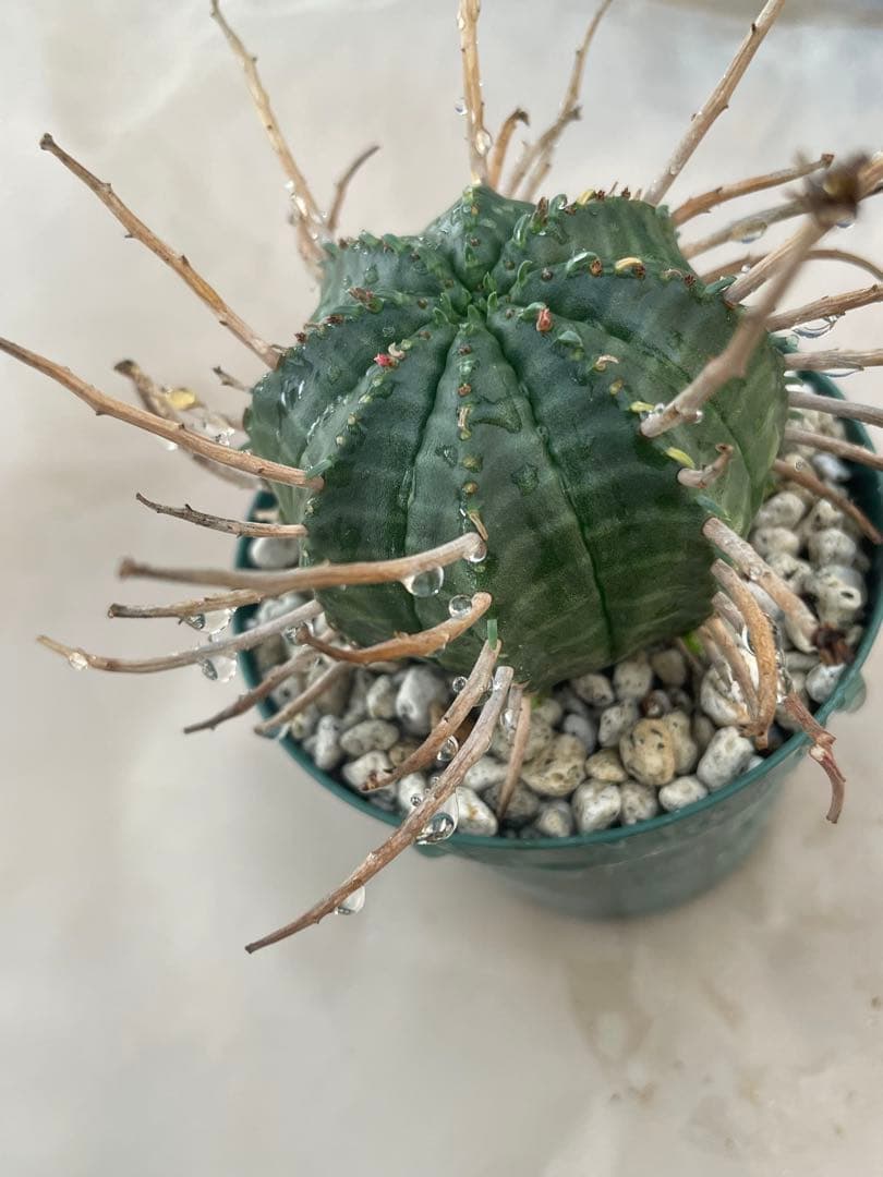 空*メ様 ユーフォルビア6種セット