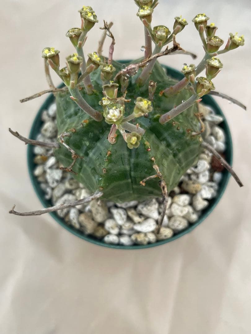 空*メ様 ユーフォルビア6種セット