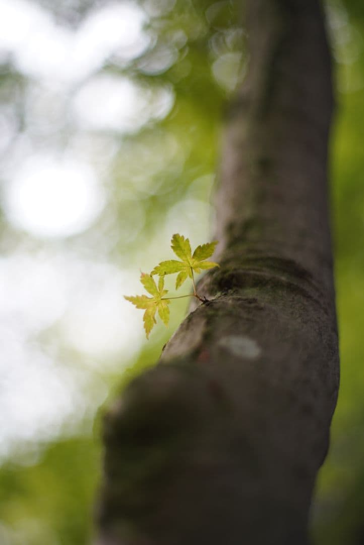 レンズ(単焦点) Super Takumer 50mm f1.4