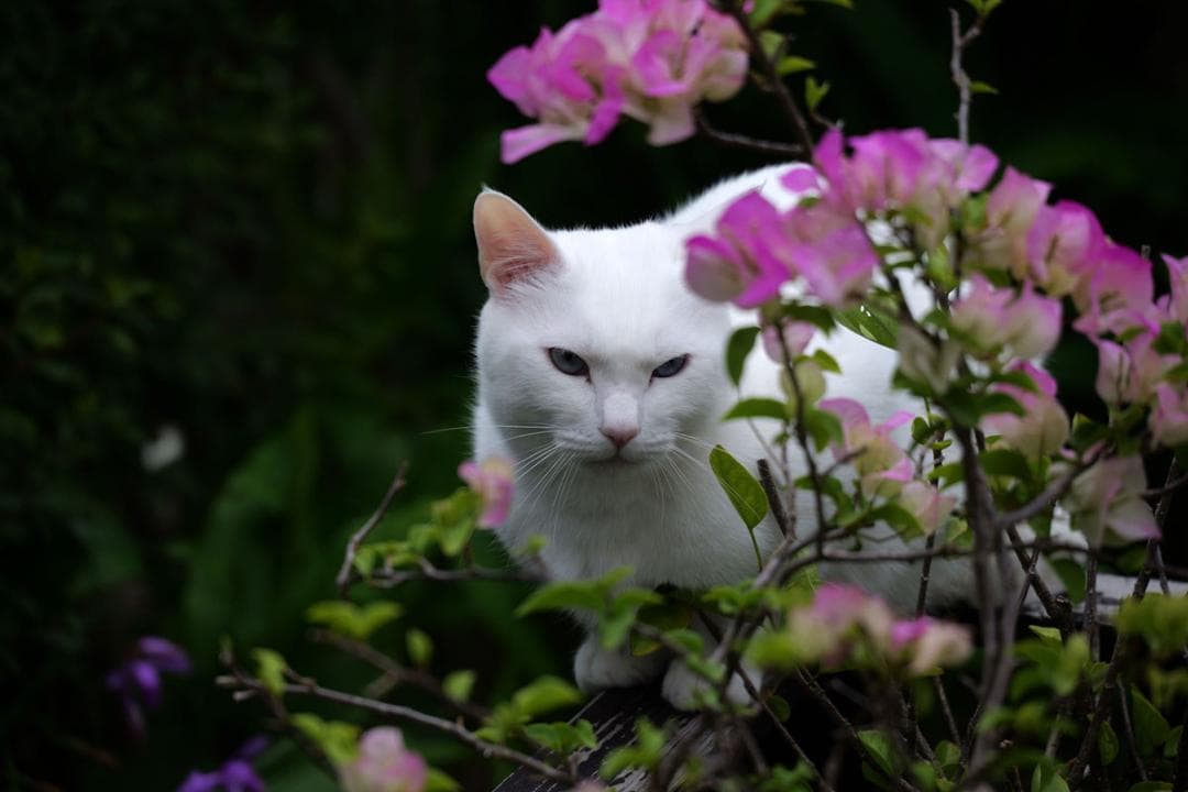 美品　LUMIX S 28-200 mm F4-7.1 MACRO Lマウント