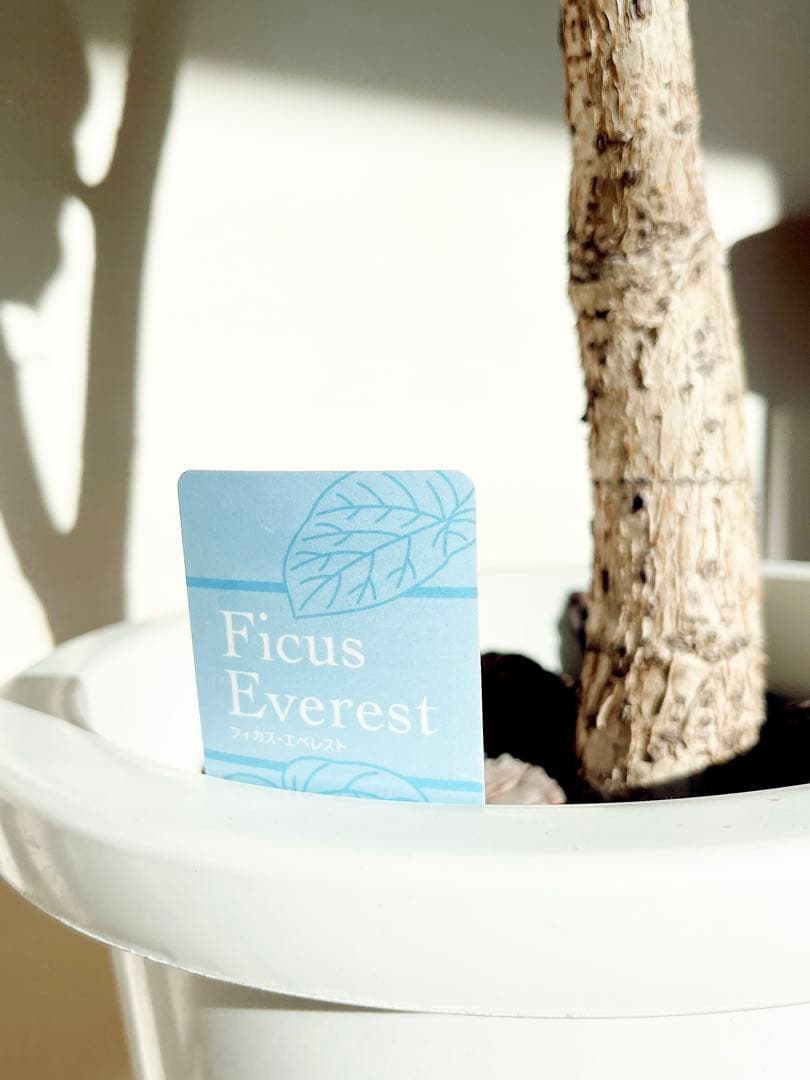 ずっと触れていたくなる。銀葉フィカス エベレスト 140cm 【登録品種】