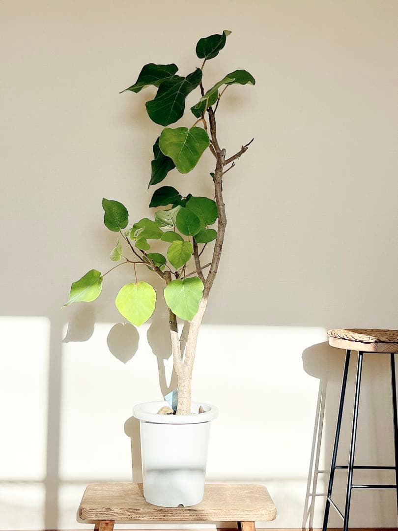 ずっと触れていたくなる。銀葉フィカス エベレスト 140cm 【登録品種】