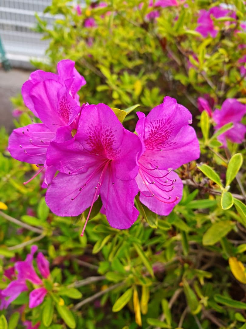 スマートフォン本体 Porsche Design Honor Magic 6 RSR