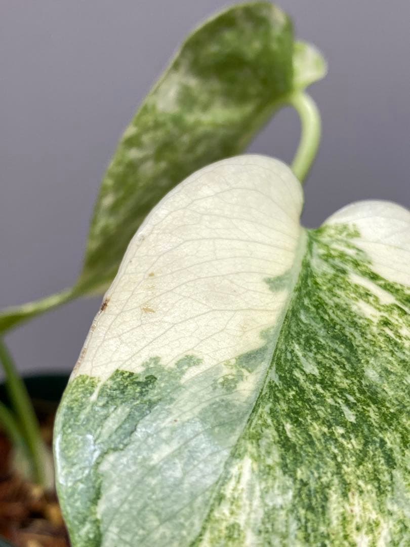 ご*ん様 【斑入り強め✨】モンステラ　デリシオーサ　レガシー　斑入り　希少　人気
