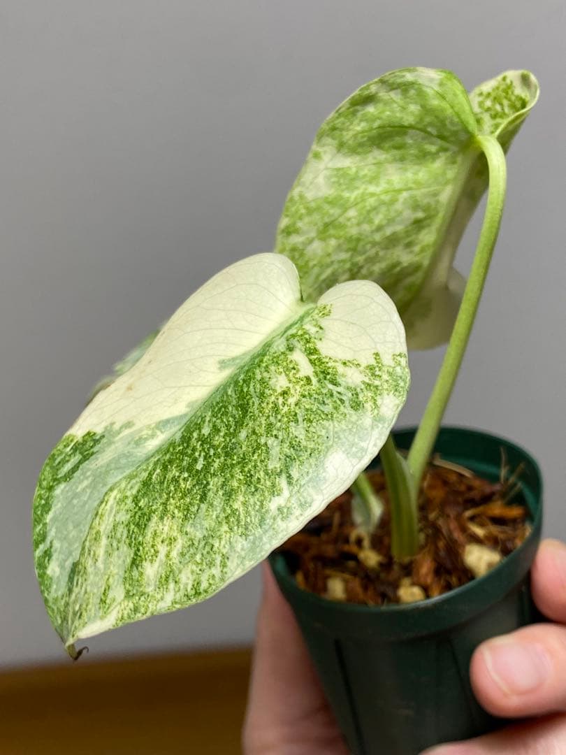 ご*ん様 【斑入り強め✨】モンステラ　デリシオーサ　レガシー　斑入り　希少　人気