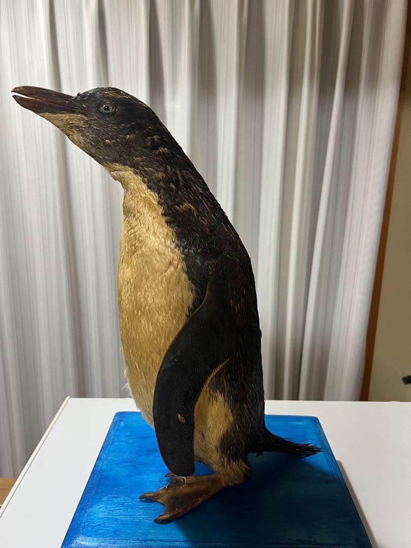 ペンギン剥製