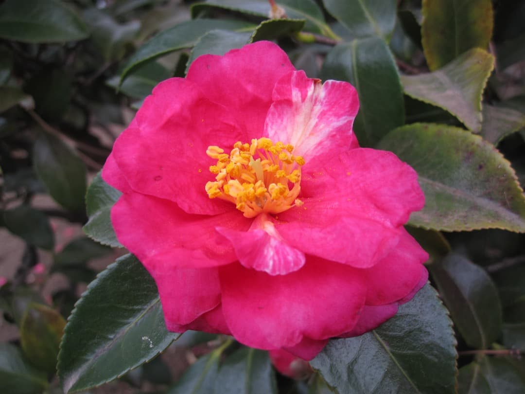 実写良⭕️【動作確認済】Canon IXY 210IS キャノン デジカメ 赤