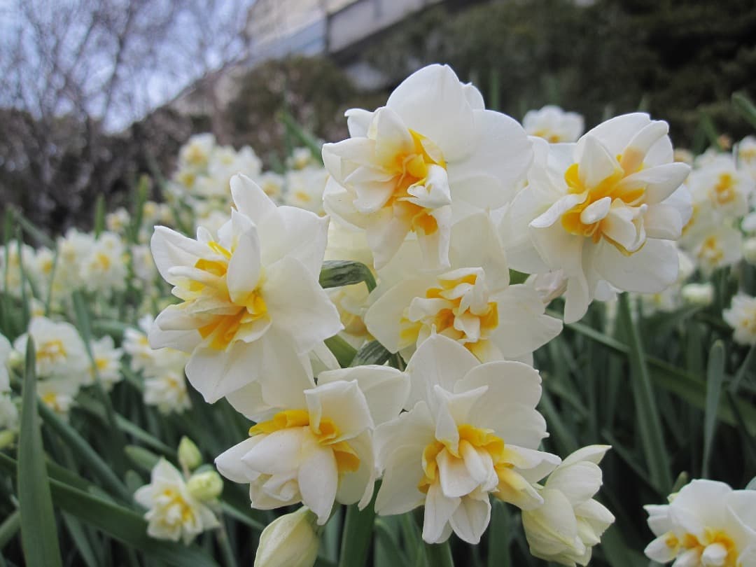 実写良⭕️【動作確認済】Canon IXY 210IS キャノン デジカメ 赤