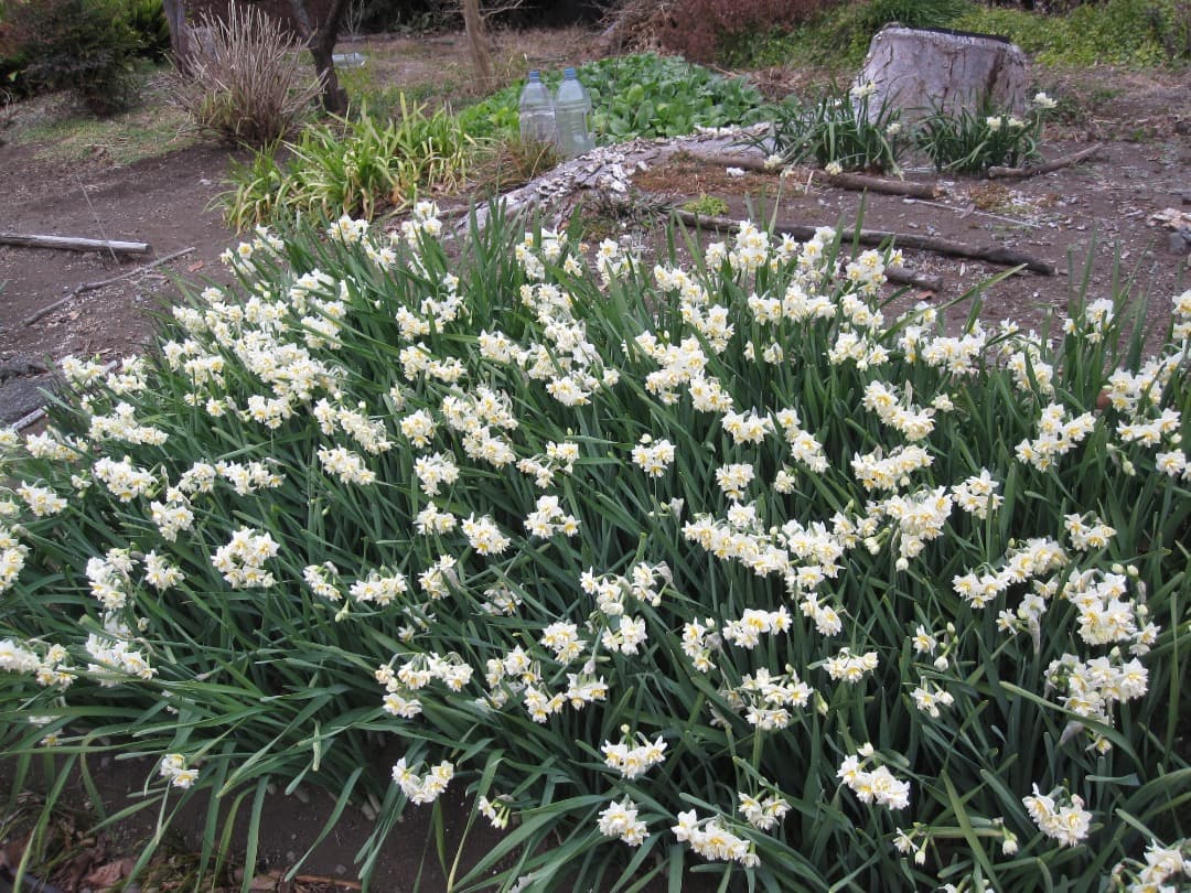 実写良⭕️【動作確認済】Canon IXY 210IS キャノン デジカメ 赤