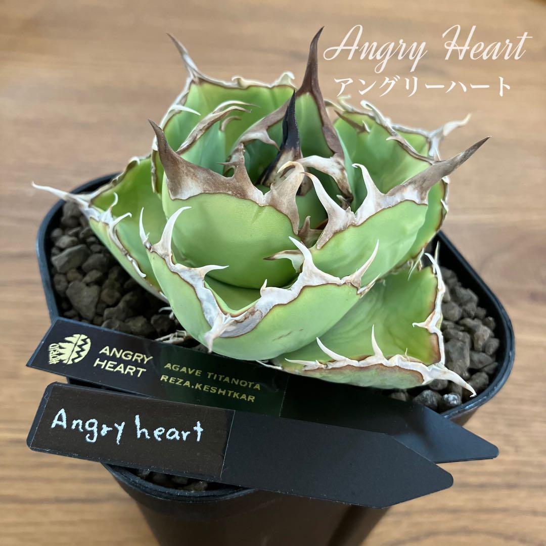 t*4様 【初売りオークション】125 REZA産　イラン株　アガベ　アングリー