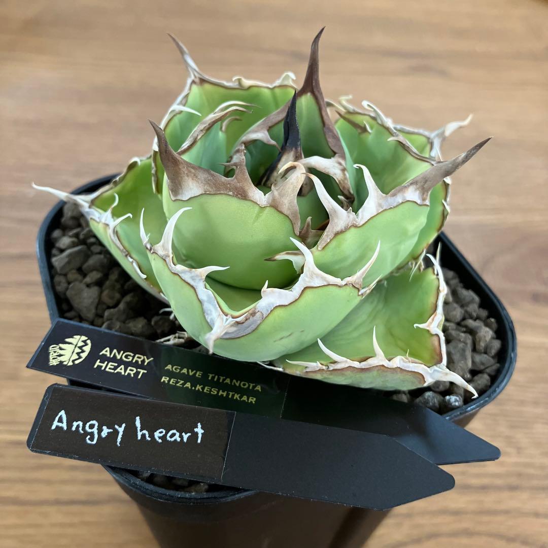 t*4様 【初売りオークション】125 REZA産　イラン株　アガベ　アングリー