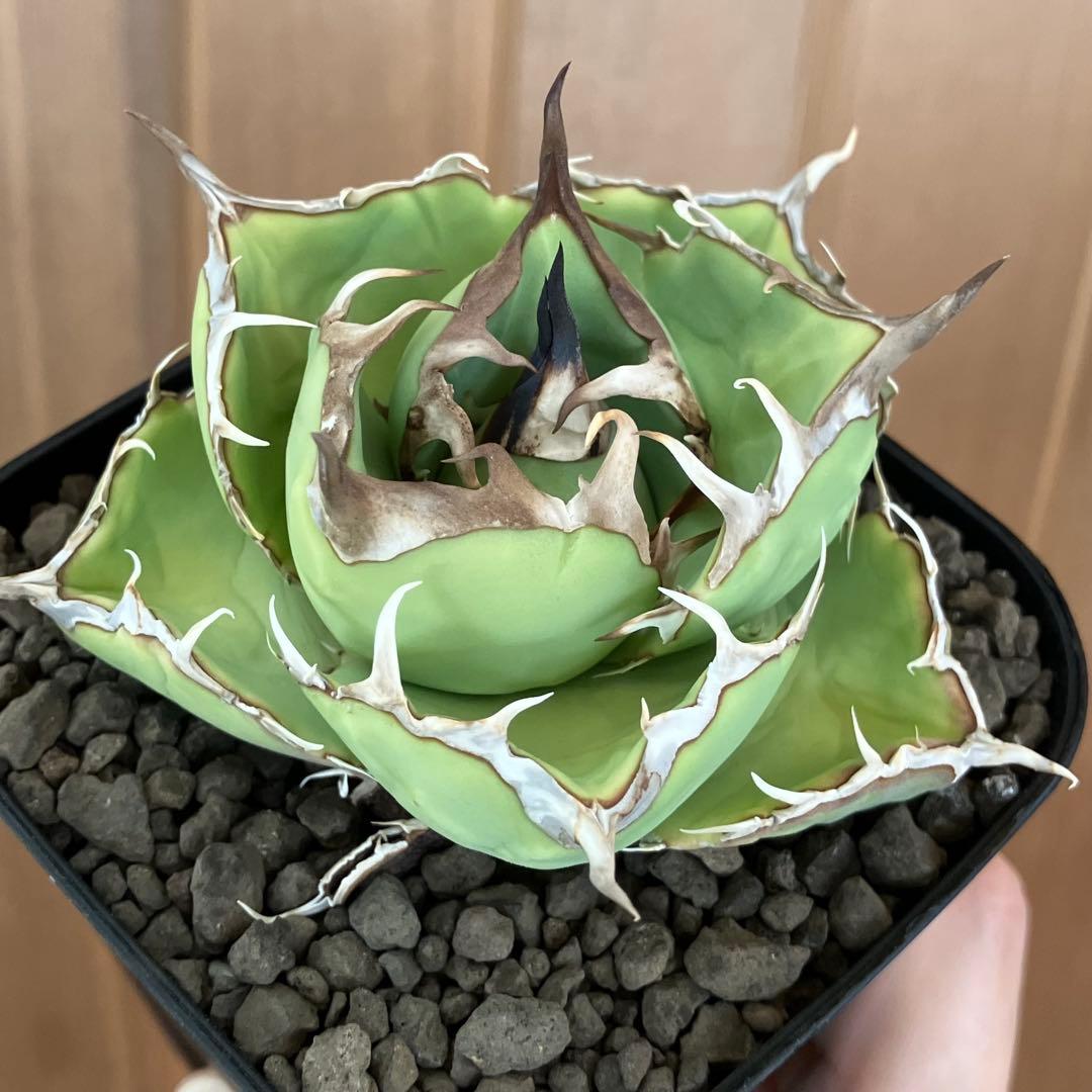 t*4様 【初売りオークション】125 REZA産　イラン株　アガベ　アングリー