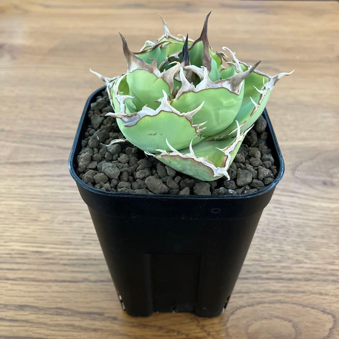 t*4様 【初売りオークション】125 REZA産　イラン株　アガベ　アングリー