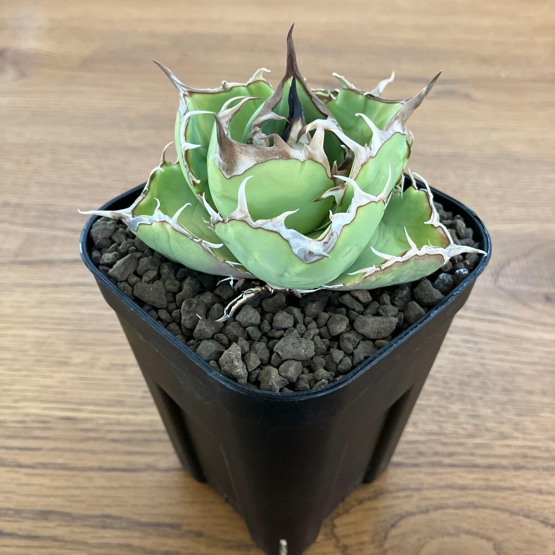 t*4様 【初売りオークション】125 REZA産　イラン株　アガベ　アングリー