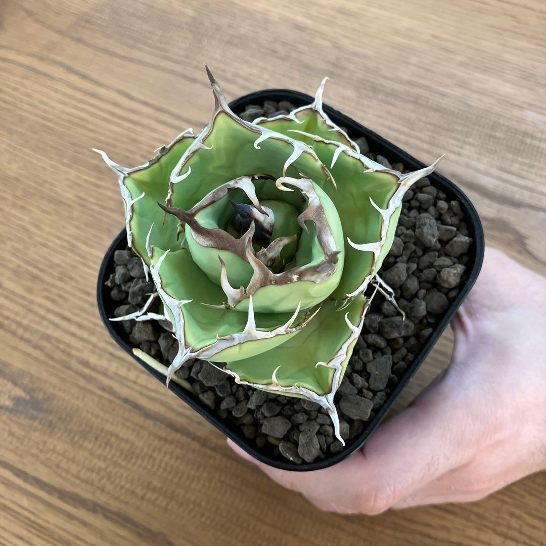 t*4様 【初売りオークション】125 REZA産　イラン株　アガベ　アングリー