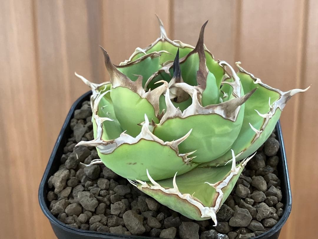 t*4様 【初売りオークション】125 REZA産　イラン株　アガベ　アングリー