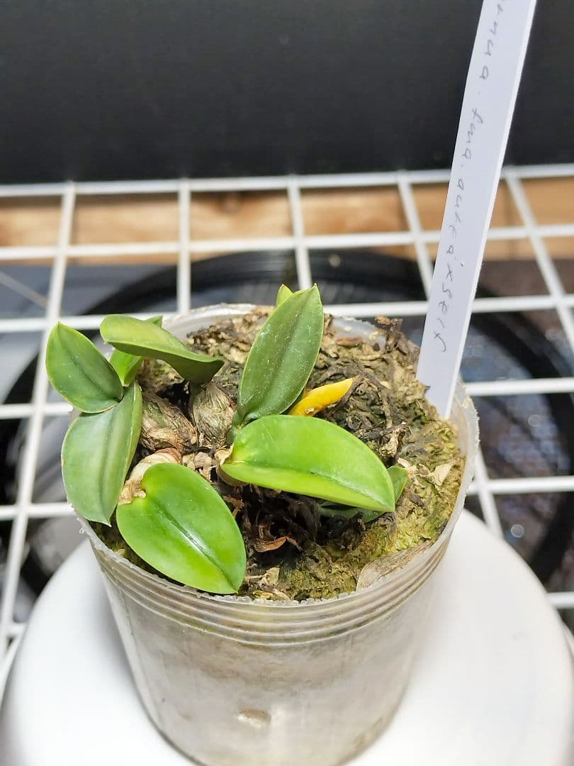 goromiiiさまご検討中旧ソフロニティス3種類3株セット