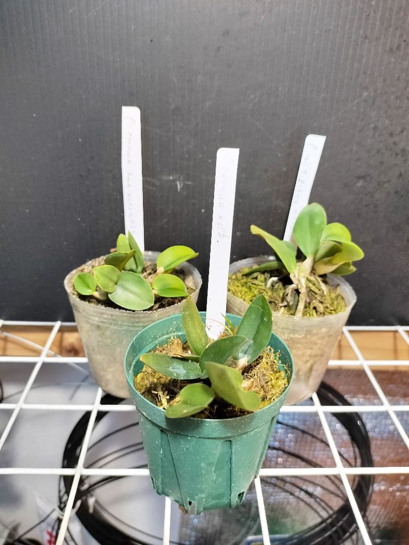 goromiiiさまご検討中旧ソフロニティス3種類3株セット