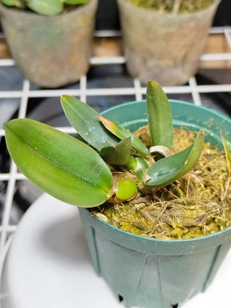 goromiiiさまご検討中旧ソフロニティス3種類3株セット