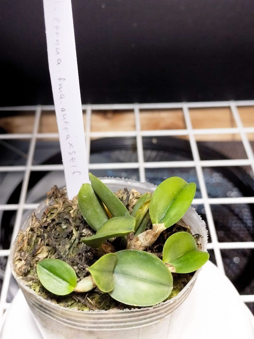 goromiiiさまご検討中旧ソフロニティス3種類3株セット