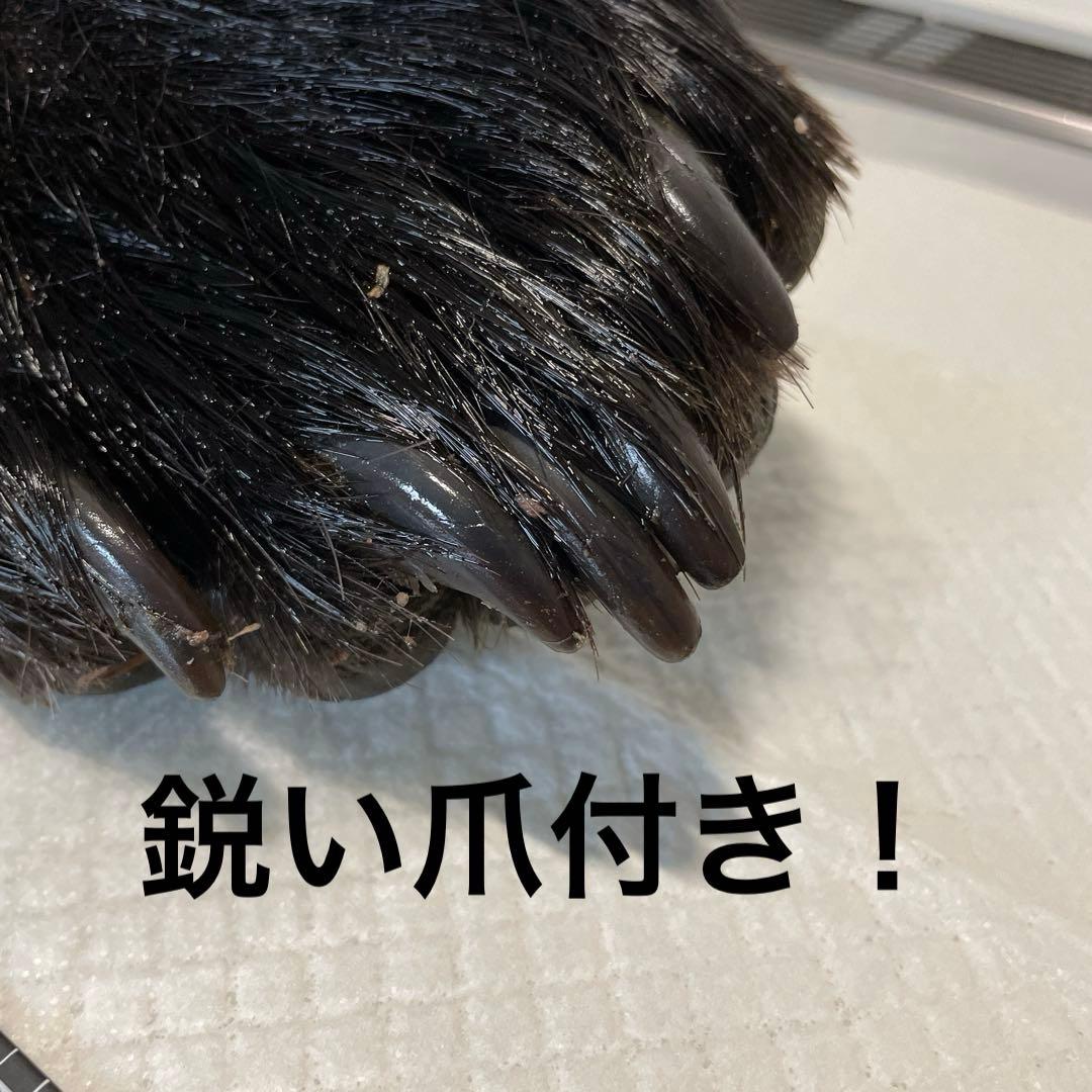 ヒグマ後ろ足、オス、幅14cm、長さ32cm冷凍品（クール便発送）